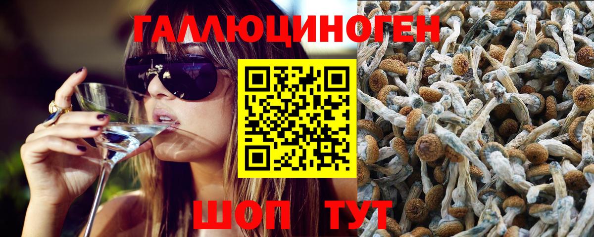 Великий Новгород  Галлюциногенные грибы Psilocybine cubensis  Вход с VPN 